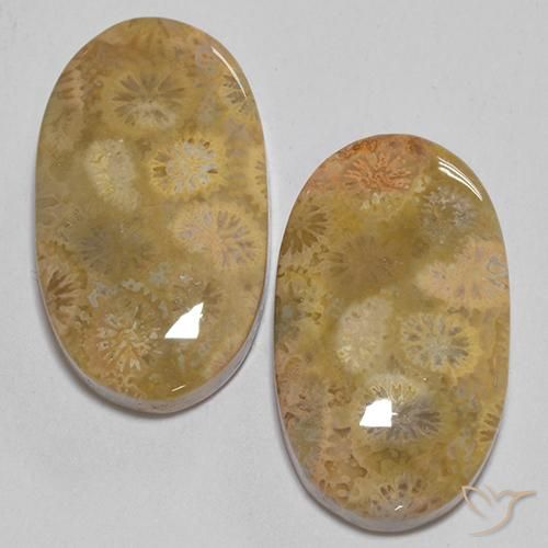 24.74ctw Natural Multicolor Coral fósil, Ovalada, Opaco