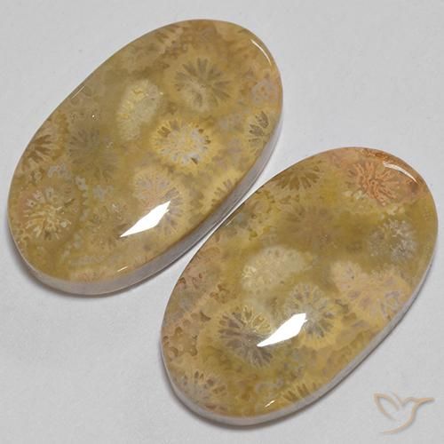 Gemas de Coral fósil Multicolor natural de 24.74 ct, Ovalada, Opaco