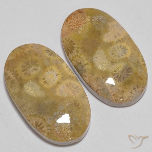 Gemas de Coral fósil Multicolor natural de 24.74 ct, Ovalada, Opaco