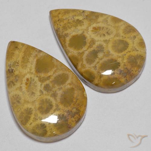 Gemas de Coral fósil Multicolor natural de 40.40 ct, En forma de pera, Opaco
