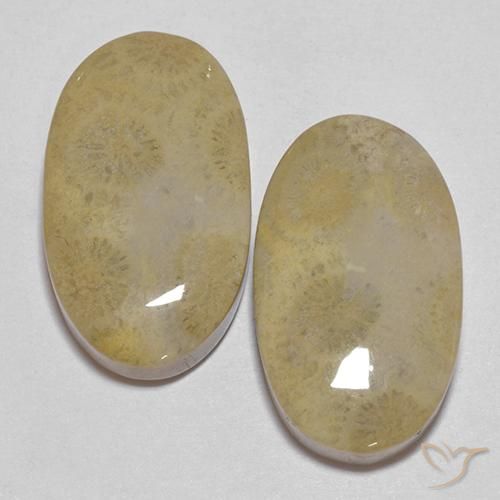 26.68ctw Natural Multicolor Coral fósil, Ovalada, Opaco