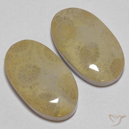 Gemas de Coral fósil Multicolor natural de 26.68 ct, Ovalada, Opaco