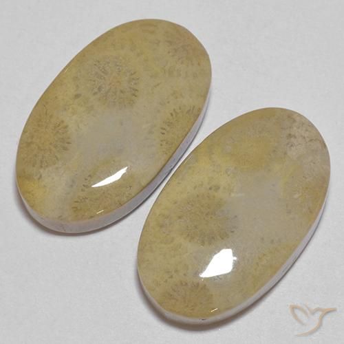 Gemas de Coral fósil Multicolor natural de 26.68 ct, Ovalada, Opaco
