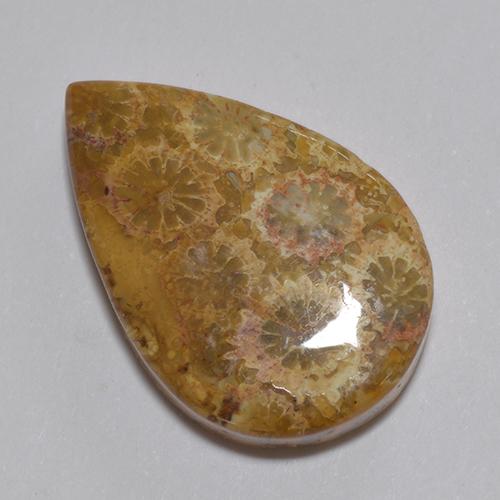 Coral fósil Multicolor natural de 13.74 ct, En forma de pera, Opaco