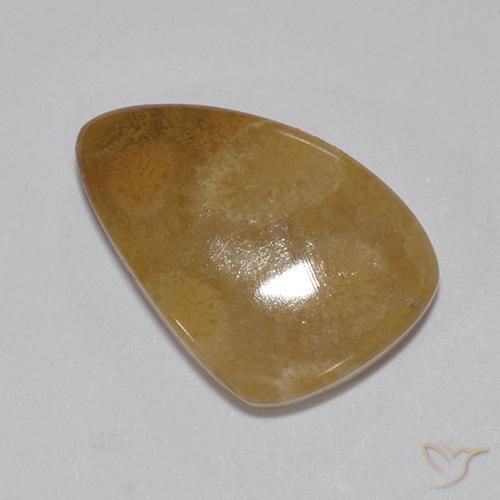 8.15ct Natural Multicolor Coral fósil, Elegante, Opaco
