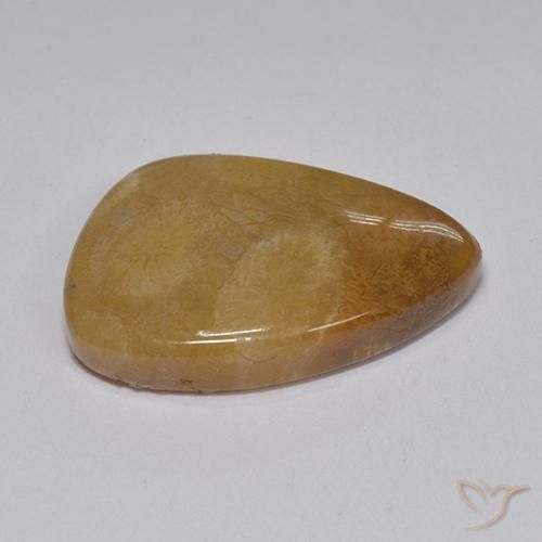 Coral fósil Multicolor natural de 8.15 ct, Elegante, Opaco