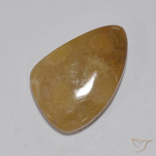 Coral fósil Multicolor natural de 8.15 ct, Elegante, Opaco