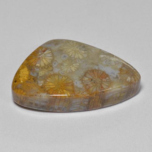 Coral fósil Multicolor natural de 11.00 ct, Forma elegante, Opaco