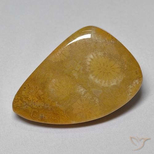 9.42ct Natural Multicolor Coral fósil, Elegante, Opaco