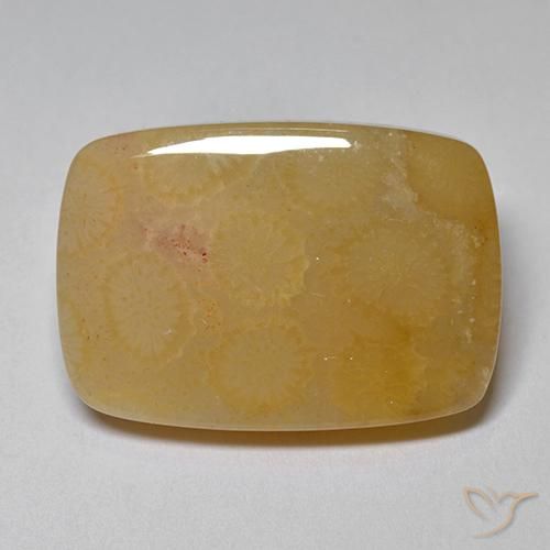 16.47ct Natural Multicolor Coral fósil, Forma Cojín, Opaco