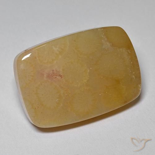 Coral fósil Multicolor natural de 16.47 ct, Forma Cojín, Opaco