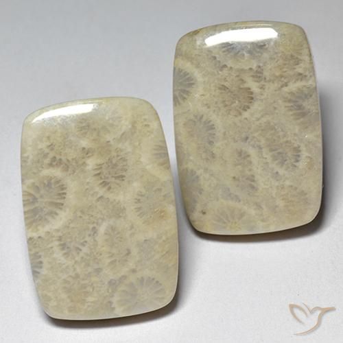 29.07ctw Natural Multicolor Coral fósil, Forma Cojín, Opaco