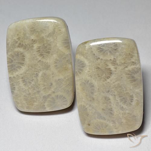 Gemas de Coral fósil Multicolor natural de 29.07 ct, Forma Cojín, Opaco