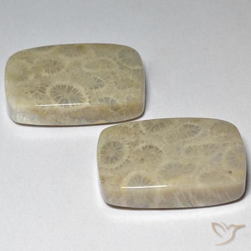 Gemas de Coral fósil Multicolor natural de 29.07 ct, Forma Cojín, Opaco