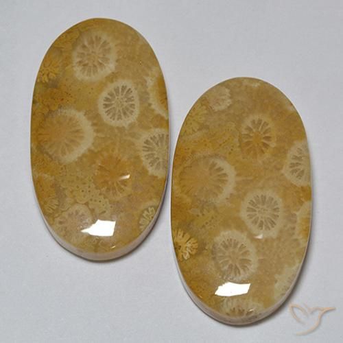 Gemas de Coral fósil Multicolor natural de 31.80 ct, Ovalada, Opaco
