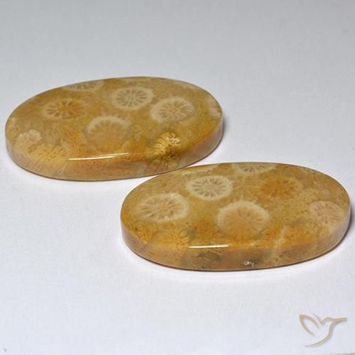 Gemas de Coral fósil Multicolor natural de 31.80 ct, Ovalada, Opaco
