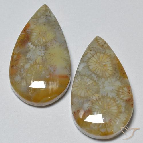 16.21ctw Natural Multicolor Coral fósil, En forma de pera, Opaco