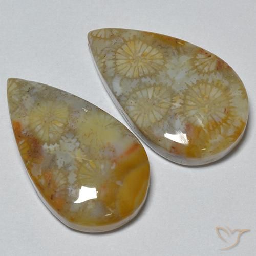 Gemas de Coral fósil Multicolor natural de 16.21 ct, En forma de pera, Opaco