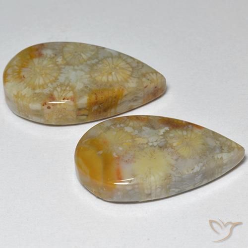 Gemas de Coral fósil Multicolor natural de 16.21 ct, En forma de pera, Opaco