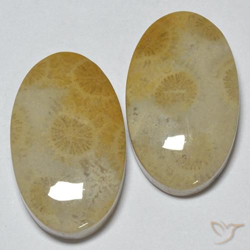 Gemas de Coral fósil Multicolor natural de 29.14 ct, Ovalada, Opaco