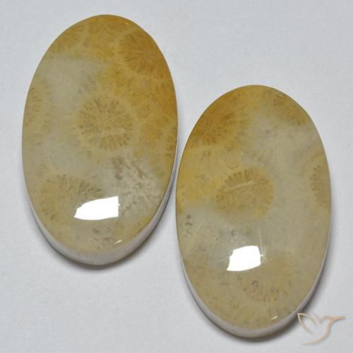 Gemas de Coral fósil Multicolor natural de 29.14 ct, Ovalada, Opaco