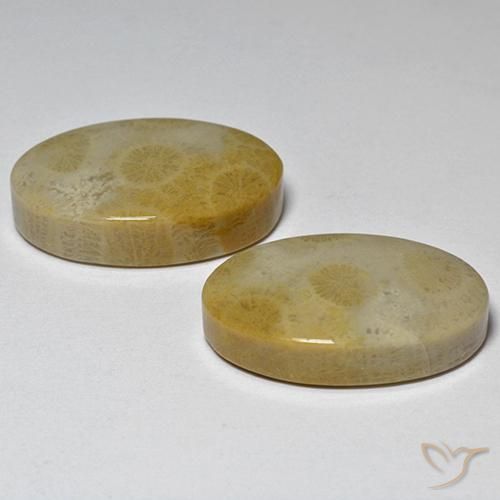 Gemas de Coral fósil Multicolor natural de 29.14 ct, Ovalada, Opaco