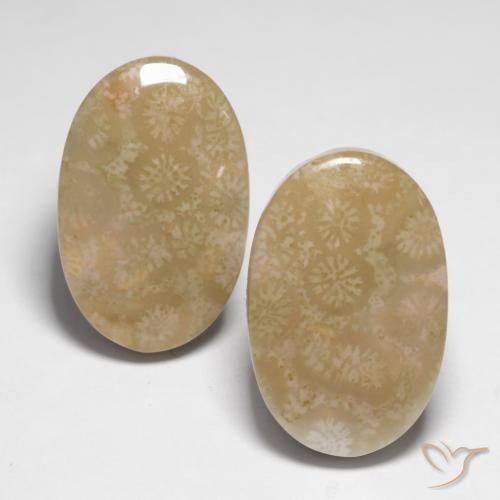 28.25ctw Natural Multicolor Coral fósil, Ovalada, Opaco