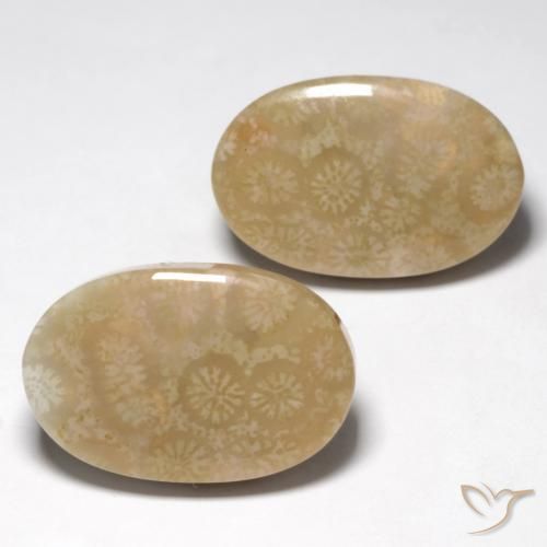Gemas de Coral fósil Multicolor natural de 28.25 ct, Ovalada, Opaco