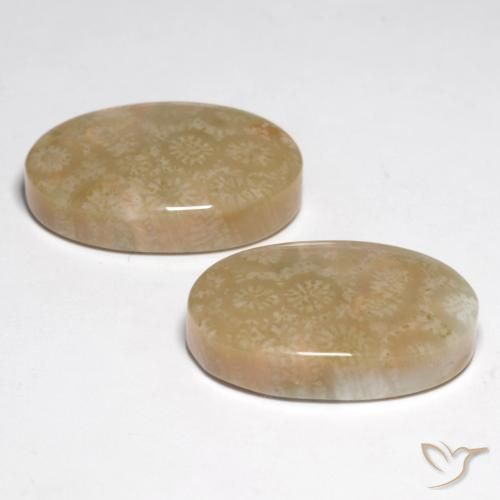 Gemas de Coral fósil Multicolor natural de 28.25 ct, Ovalada, Opaco