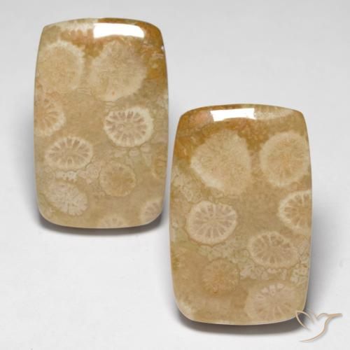 29.92ctw Natural Multicolor Coral fósil, Forma Cojín, Opaco