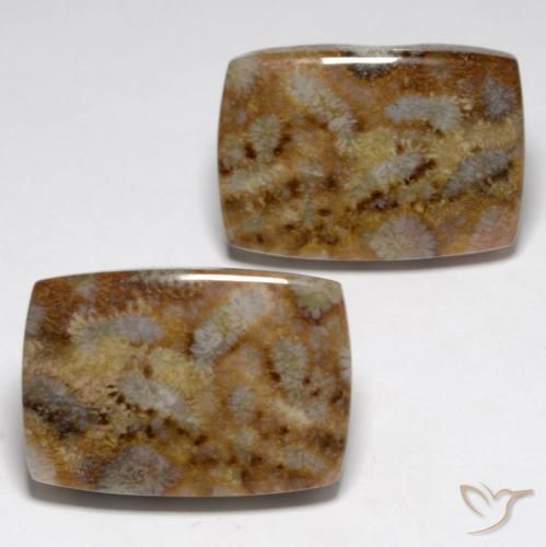 27.29ctw Natural Multicolor Coral fósil, Forma Cojín, Opaco