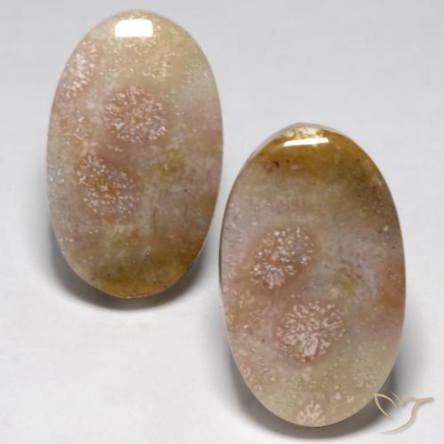 23.48ctw Natural Multicolor Coral fósil, Ovalada, Opaco