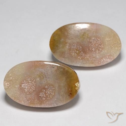 Gemas de Coral fósil Multicolor natural de 23.48 ct, Ovalada, Opaco