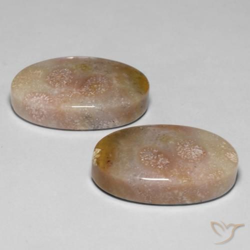 Gemas de Coral fósil Multicolor natural de 23.48 ct, Ovalada, Opaco