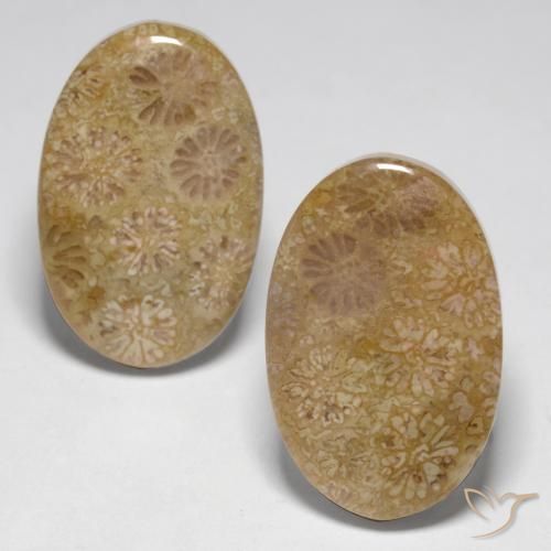 Gemas de Coral fósil Multicolor natural de 23.14 ct, Ovalada, Opaco