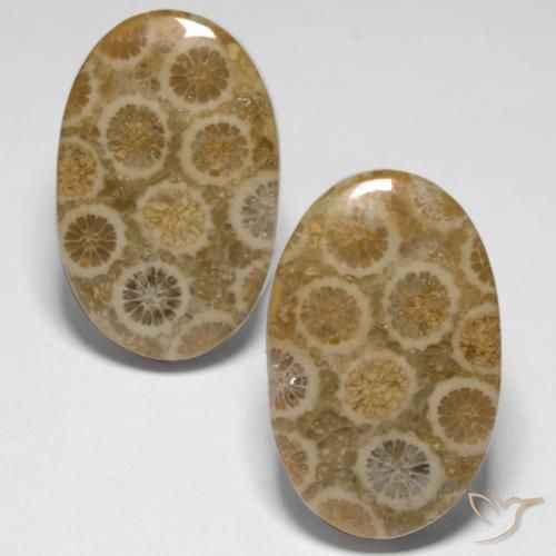 23.45ctw Natural Multicolor Coral fósil, Ovalada, Opaco
