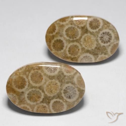 Gemas de Coral fósil Multicolor natural de 23.45 ct, Ovalada, Opaco