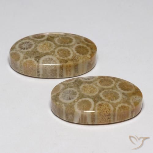 Gemas de Coral fósil Multicolor natural de 23.45 ct, Ovalada, Opaco
