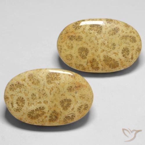 Gemas de Coral fósil Multicolor natural de 27.37 ct, Ovalada, Opaco
