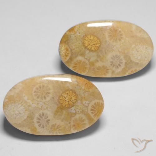 Gemas de Coral fósil Multicolor natural de 29.05 ct, Ovalada, Opaco