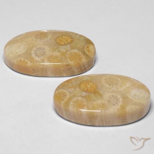 Gemas de Coral fósil Multicolor natural de 29.05 ct, Ovalada, Opaco