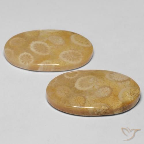 Gemas de Coral fósil Multicolor natural de 20.47 ct, Ovalada, Opaco