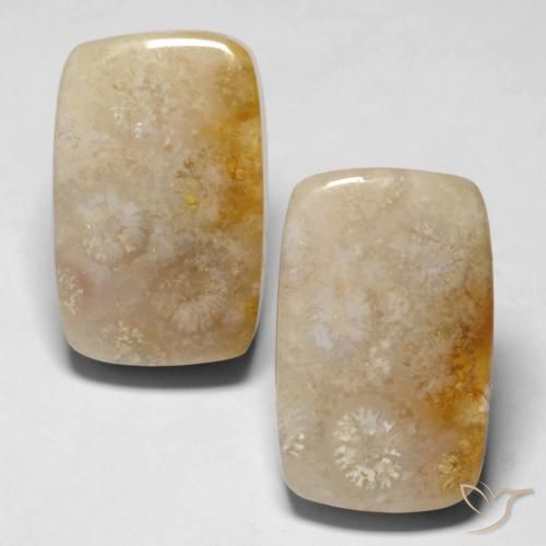 29.43ctw Natural Multicolor Coral fósil, Forma Cojín, Opaco