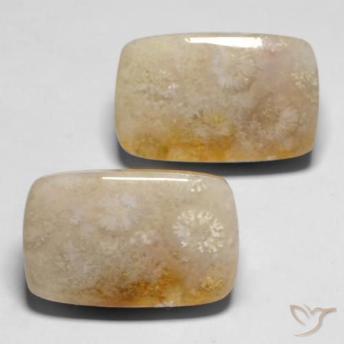 Gemas de Coral fósil Multicolor natural de 29.43 ct, Forma Cojín, Opaco