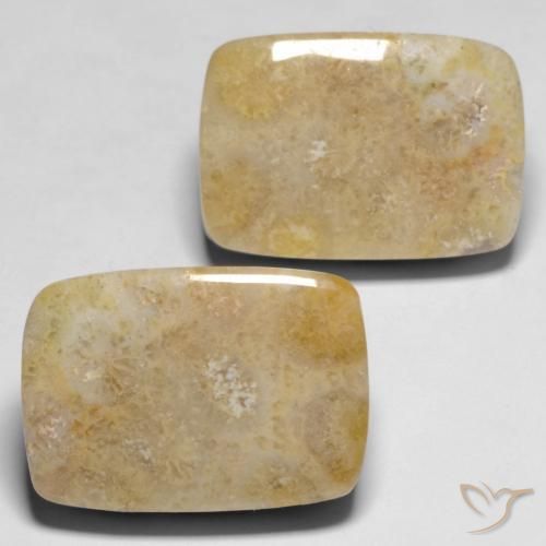 Gemas de Coral fósil Multicolor natural de 30.53 ct, Forma Cojín, Opaco