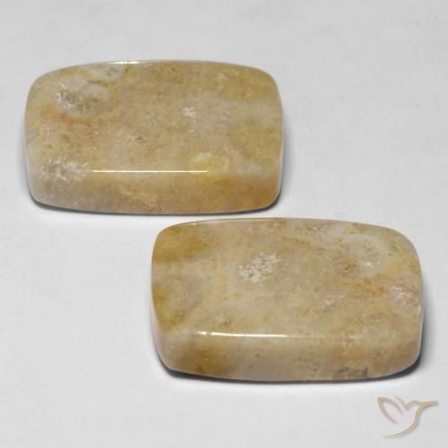 Gemas de Coral fósil Multicolor natural de 30.53 ct, Forma Cojín, Opaco