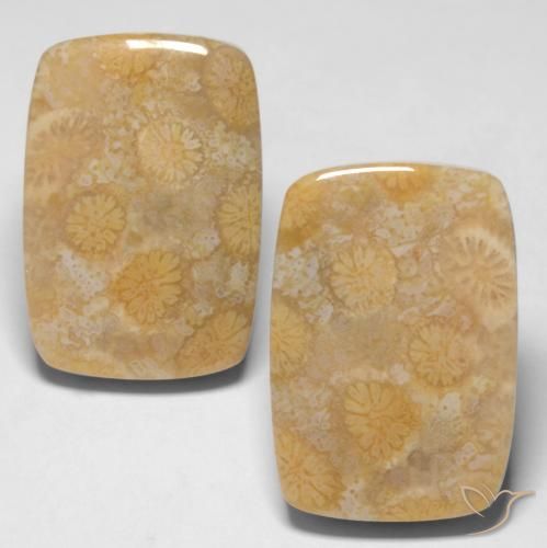 28.65ctw Natural Multicolor Coral fósil, Forma Cojín, Opaco