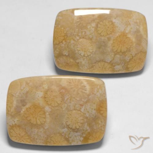 Gemas de Coral fósil Multicolor natural de 28.65 ct, Forma Cojín, Opaco