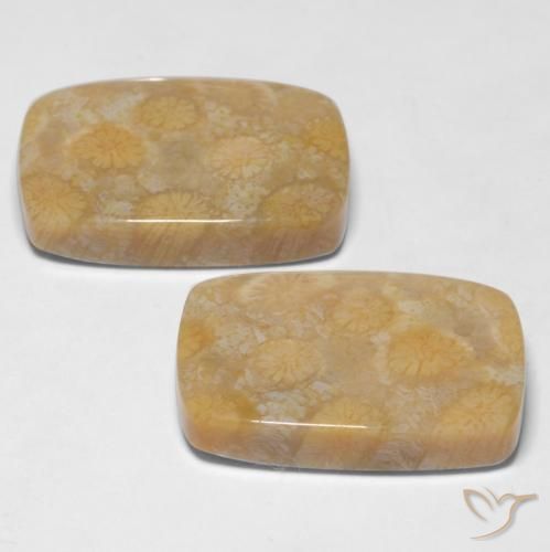 Gemas de Coral fósil Multicolor natural de 28.65 ct, Forma Cojín, Opaco