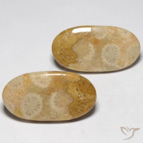 Gemas de Coral fósil Multicolor natural de 19.32 ct, Ovalada, Opaco